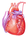 Cardiologia